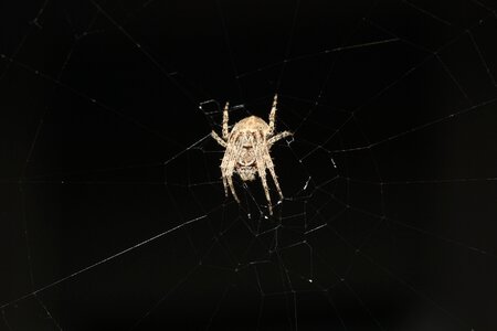 Arachnids close up legs