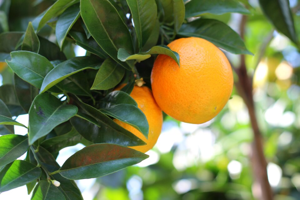 Orange fruit citrus fruit