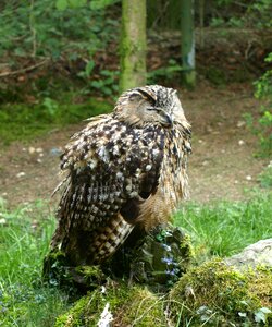 Bird zoo doze
