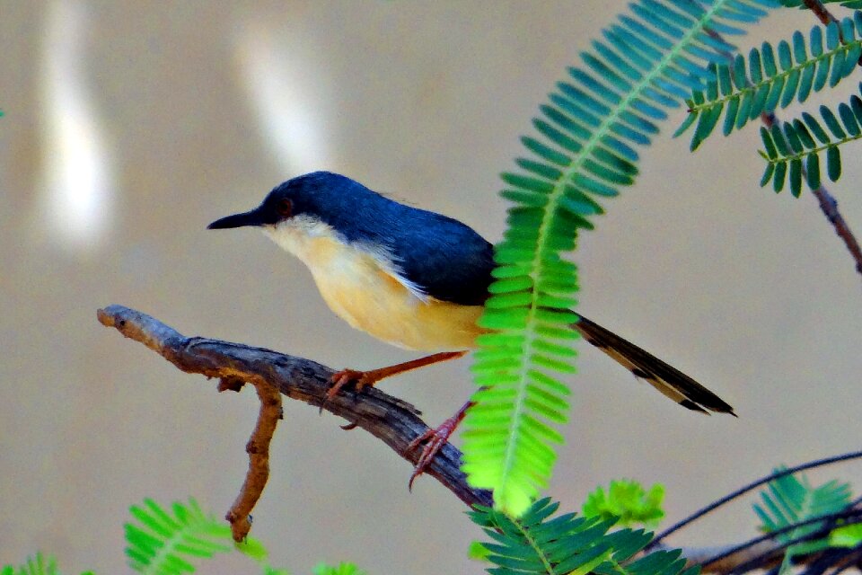 Prinia warbler bird