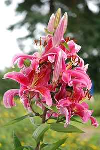 Floral blossom petal