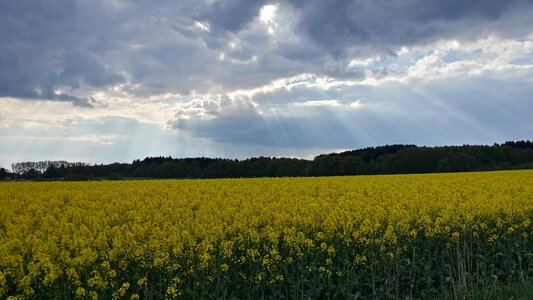 Field of rapeseeds yellow sky photo