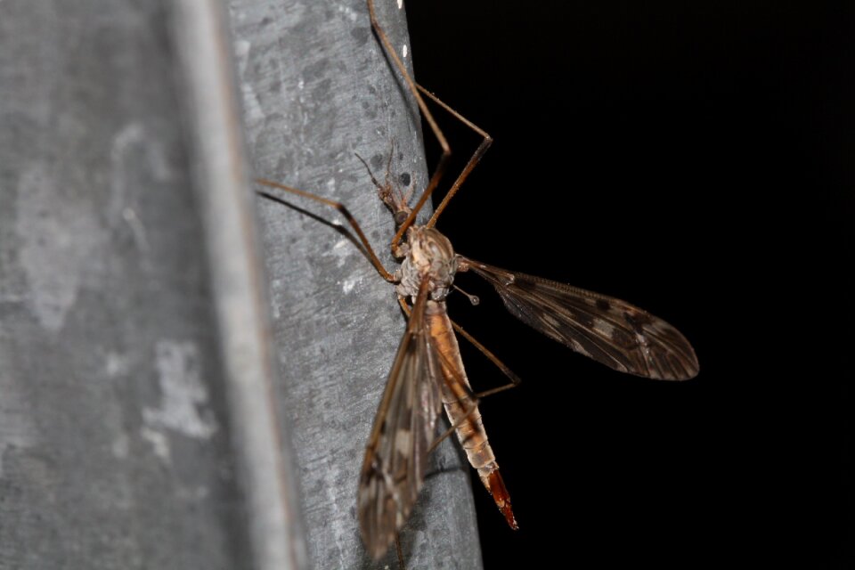 Insect nature wing