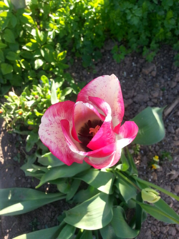 Bloom nature garden