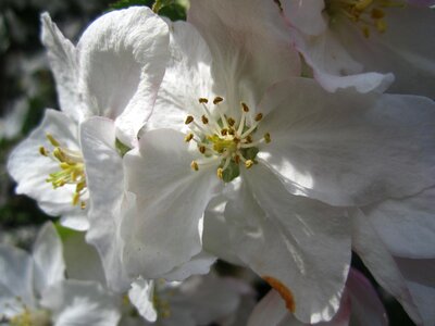 Spring blossom bloom