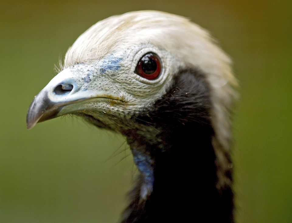Feather wildlife beak