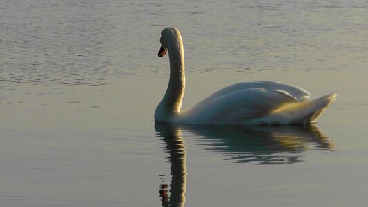 Water waters backlighting