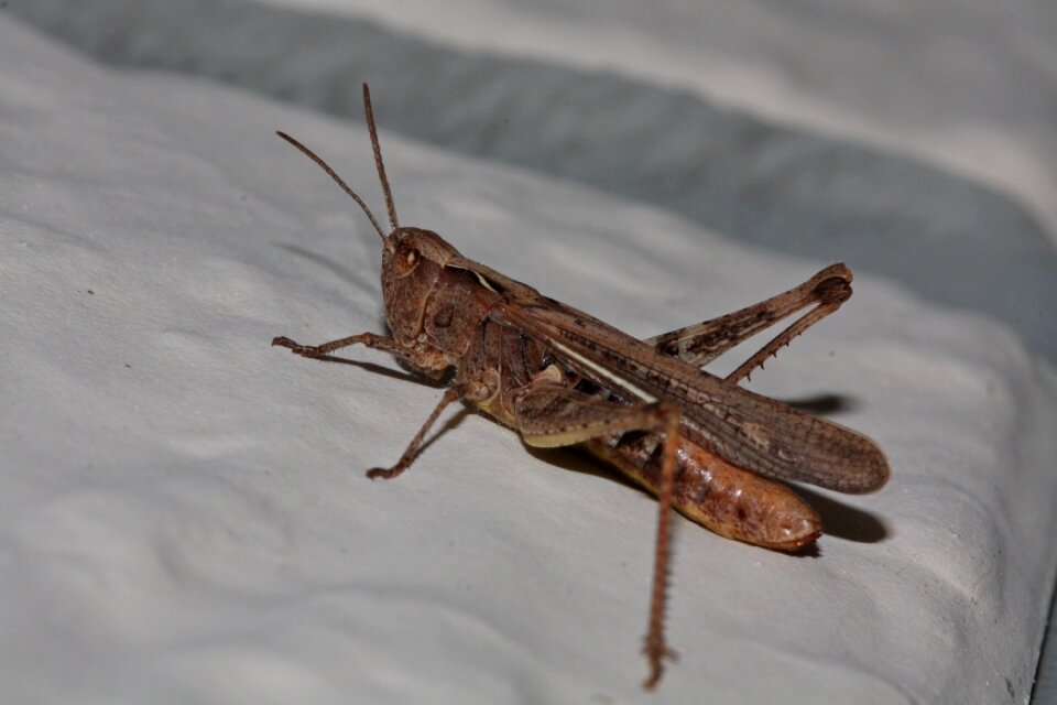 Nature probe orthoptera
