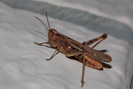 Nature probe orthoptera photo