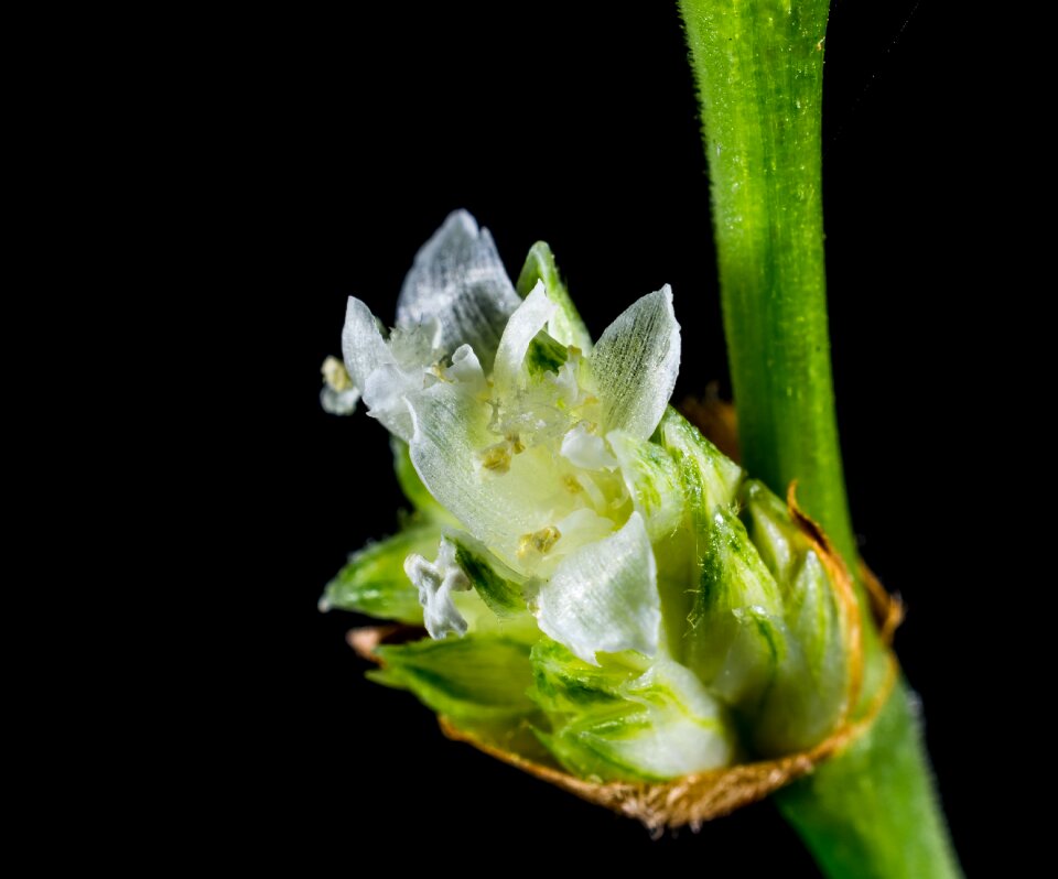 Blossom bloom flower