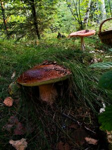 Forest nature edible