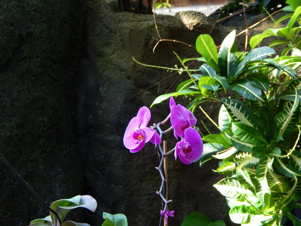 Garden peace petal