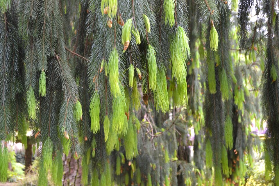 Pinheiro plant nature