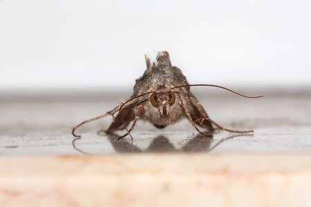 Probe insect macro