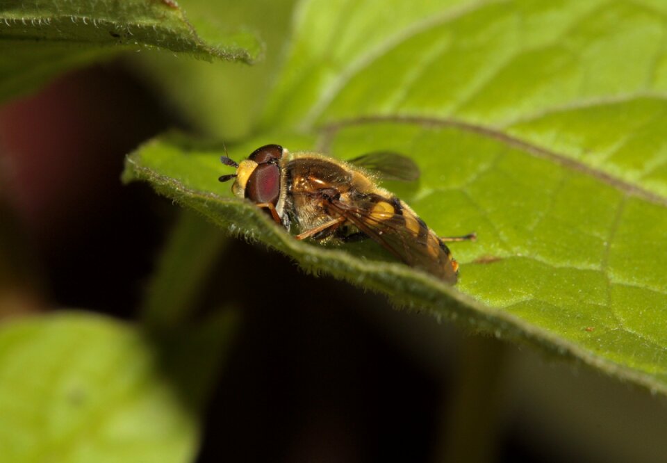 Insect wing compound