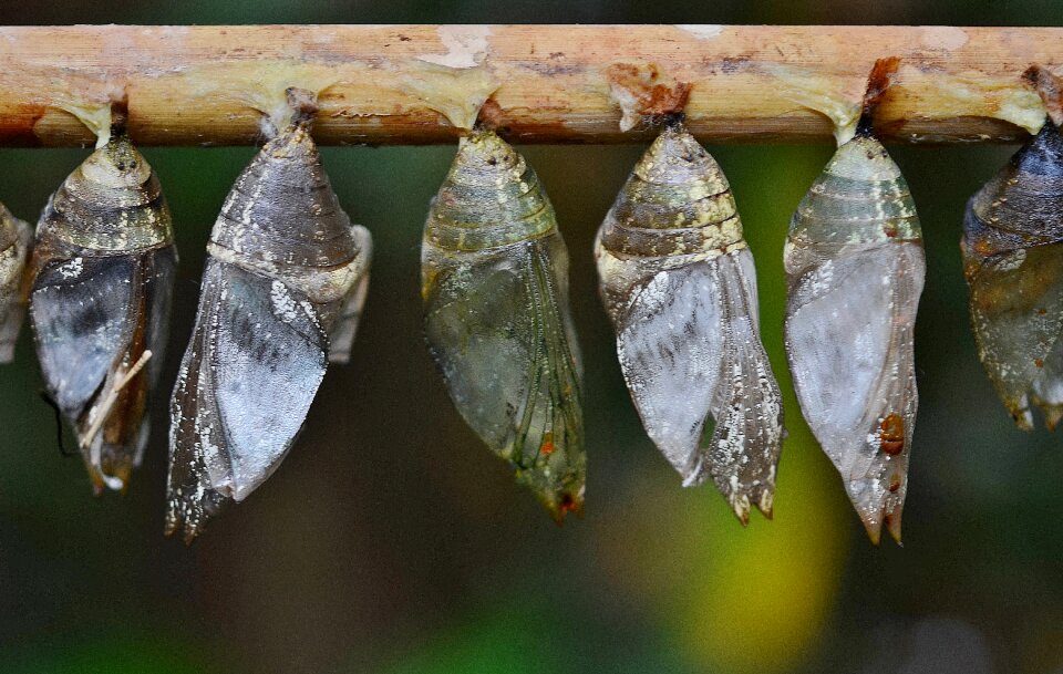 Insect larvae macro nature photo