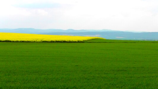 Rape blossom yellow field photo