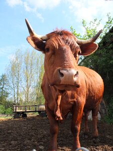 Horns head brown