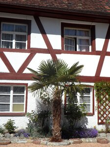 Mediterranean lake constance palm