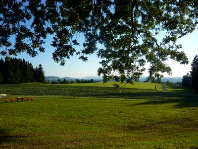 Meadow pasture idyll
