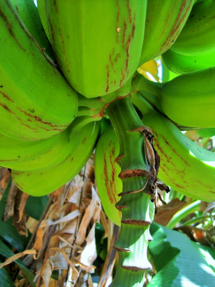 Fruit bananas green
