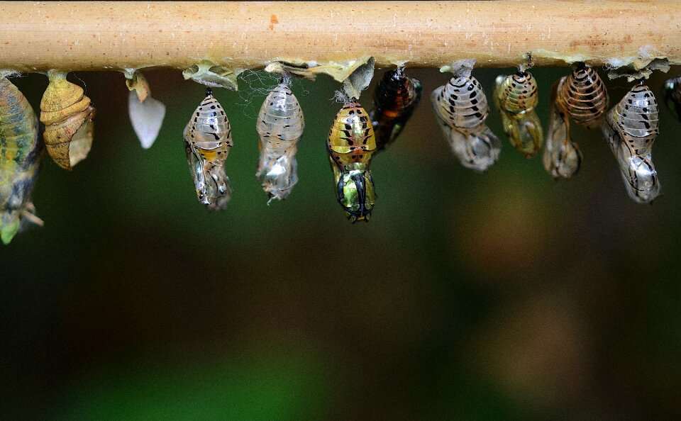 Larva insect larvae macro