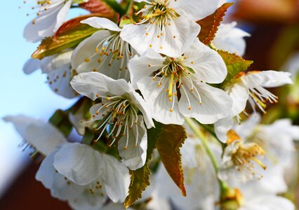 Prunus flower off-white photo
