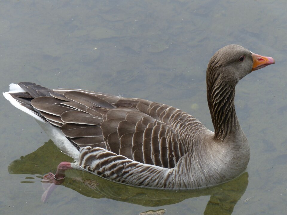 Water bird bird nature
