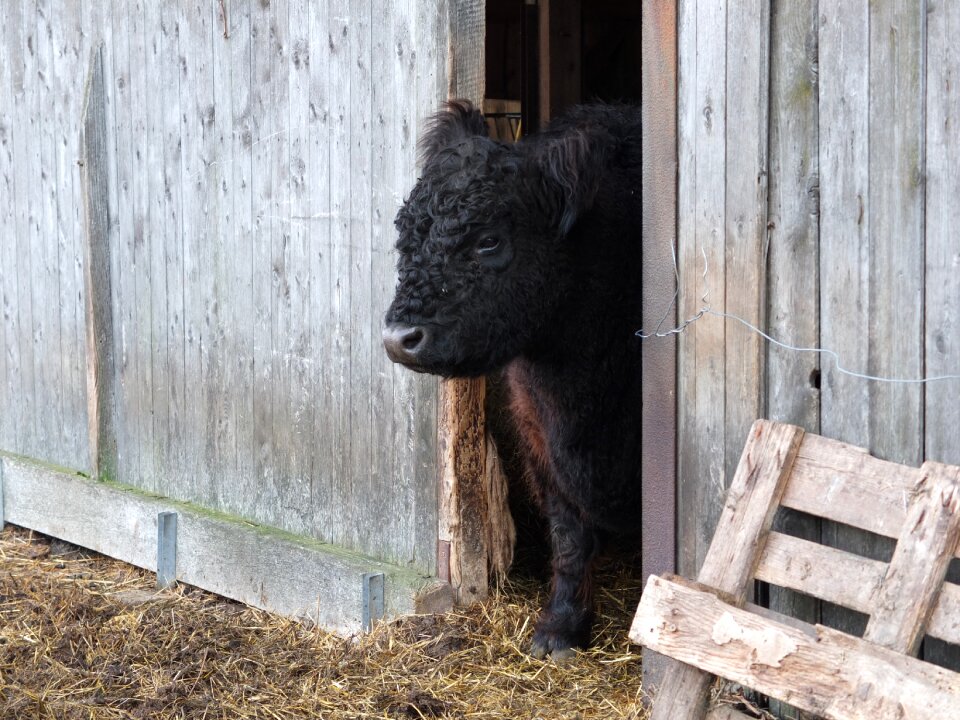 Animals agriculture beef