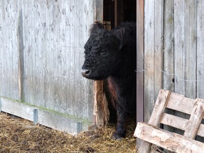 Animals agriculture beef