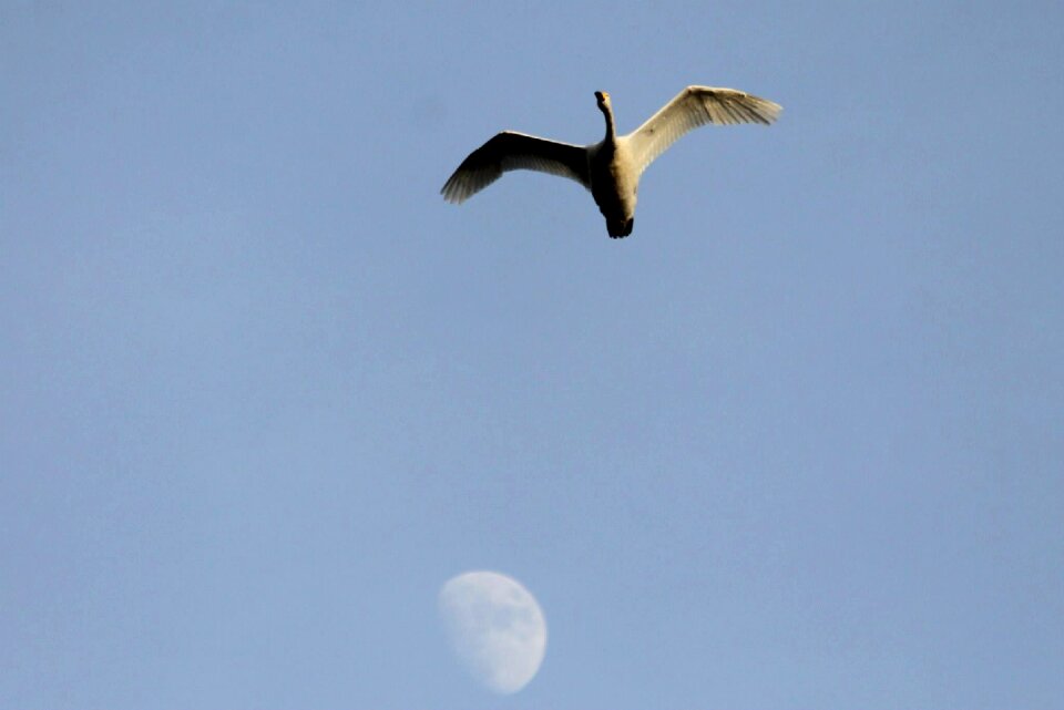Bird moon sky