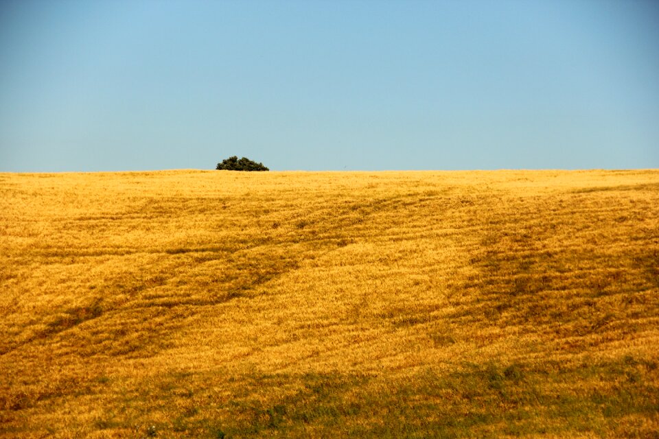 Nature crop summer