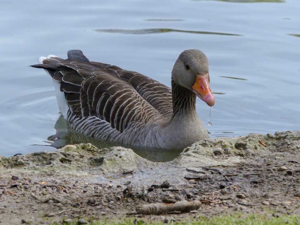 Water bird bird nature