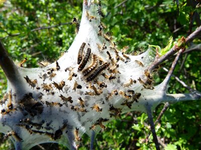 Nature urticant destructor