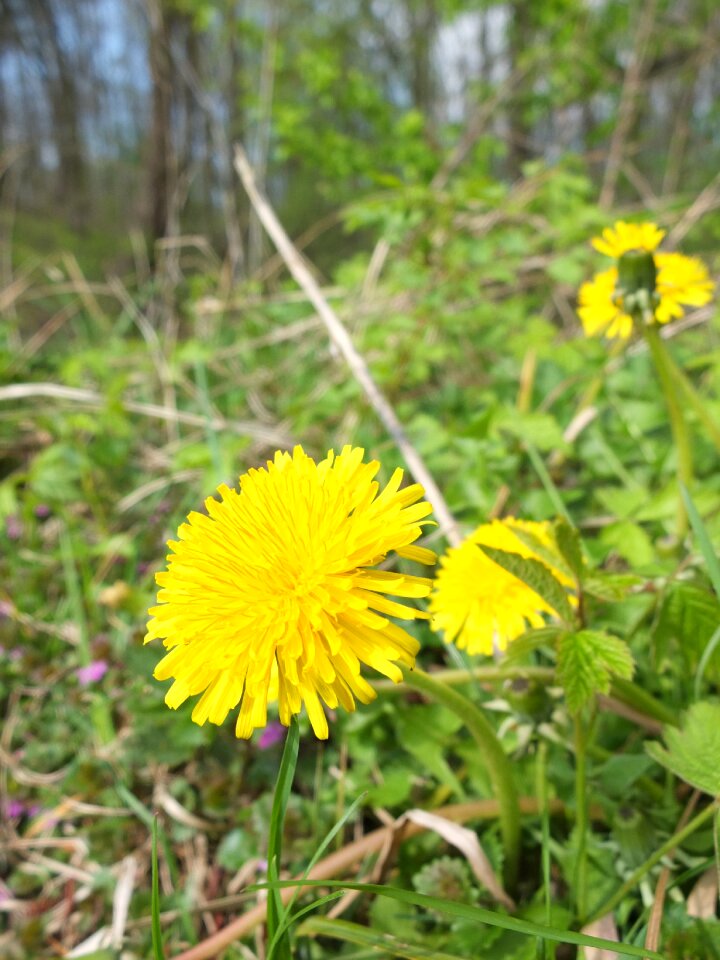 Plant yellow nature