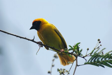 Yellow feathers wings