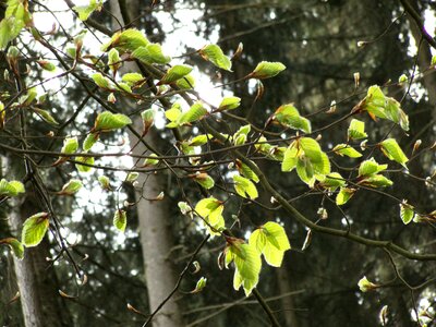 Leaves tree trees photo