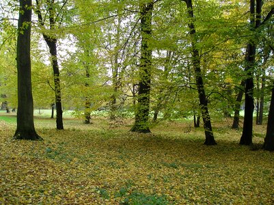 Nature autumn park