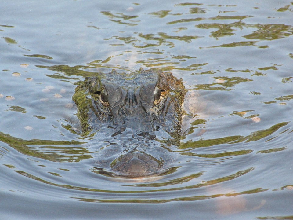 Crocodile wildlife reptile