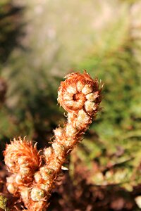 Fiddlehead fern vessel sporenpflanze