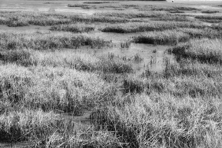 Ebb grasses water
