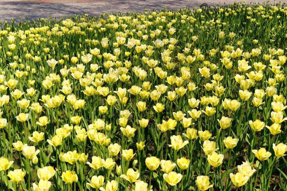 Tulpenbluete colorful park