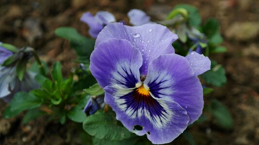 Bloom colorful flora