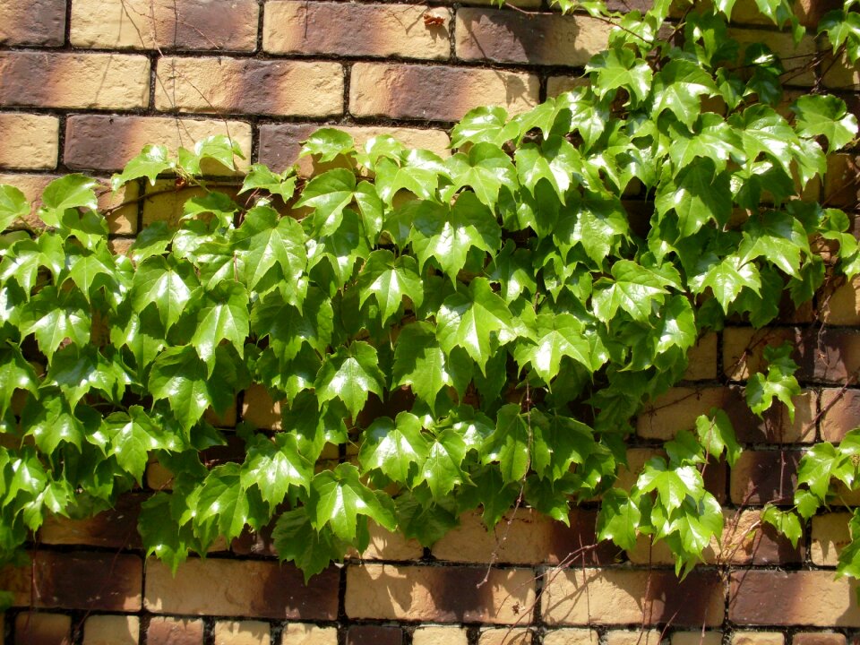 Nature the vine alley