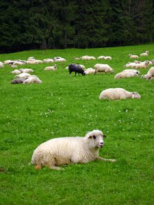 Black sheep grass mountains