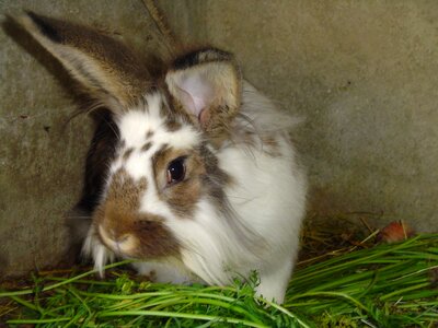 Rabbit animal grass photo