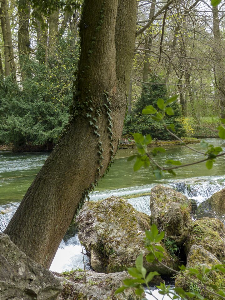 Wilderness forest tree trunk