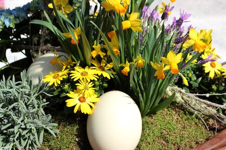Spring plant decorative