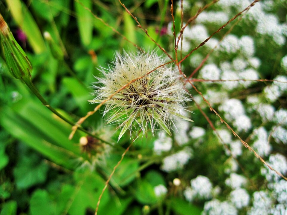 Tuft white light photo