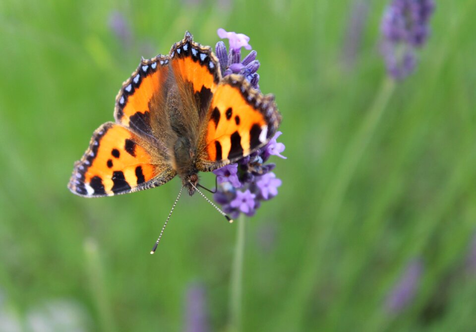 Butterfly nature bug
